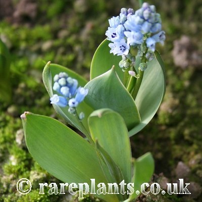 Hyacinthella acutiloba