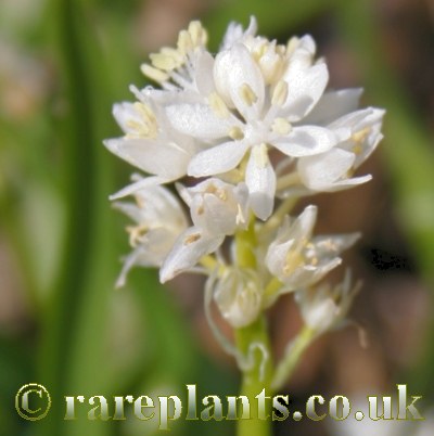 Hyacinthoides italica White