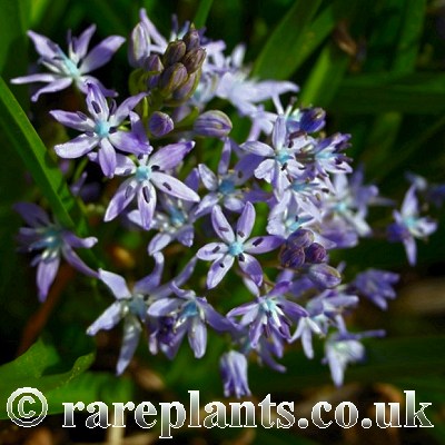 Hyacinthoides italica