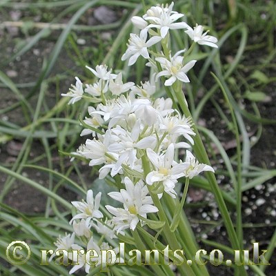 Hyacinthoides vicentina alba