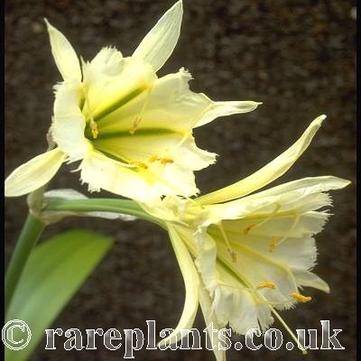 Hymenocallis Sulphur Queen