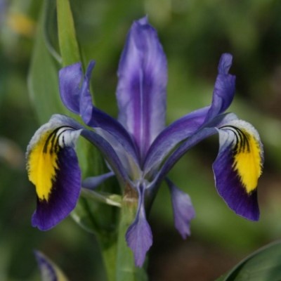 Iris warleyensis x vicaria Scheherazade