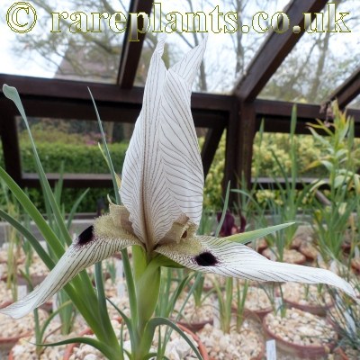 Iris acutiloba longitepala