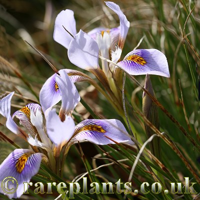 Iris cretensis AH.0001
