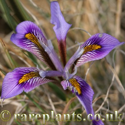 Iris cretensis AH.0127