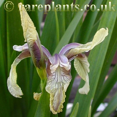 Iris foetidissima citrina