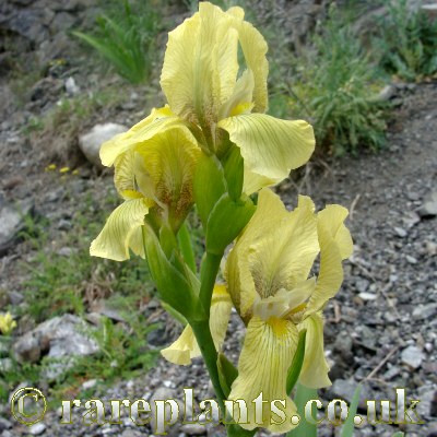 Iris imbricata