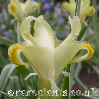 Iris orchioides Bishkek