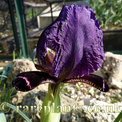 Iris paradoxa Vahagni