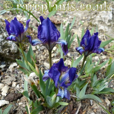 Iris pumila cyanea Armenia