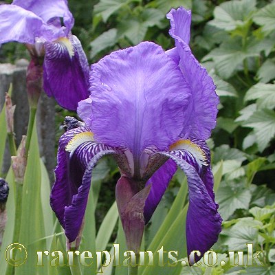 Iris sicula