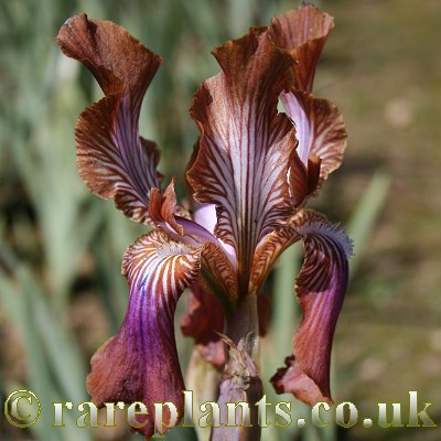 Iris stolonifera Hadrianus
