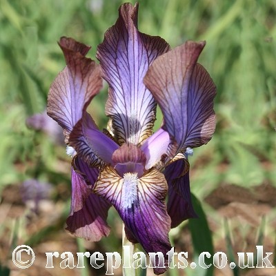 Iris stolonifera Zwanenburg Beauty