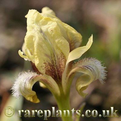 Iris suaveolens flavescens