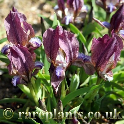 Iris suaveolens violacea