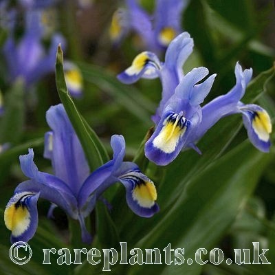 Iris warleyensis x willmottiana Lazuline