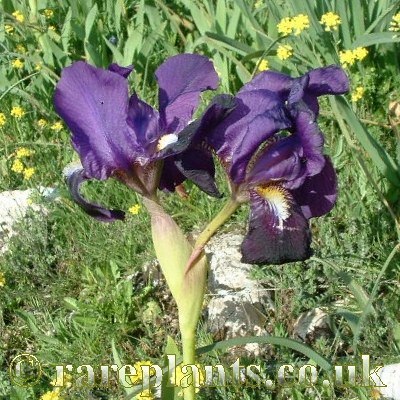 Iris bicapitata