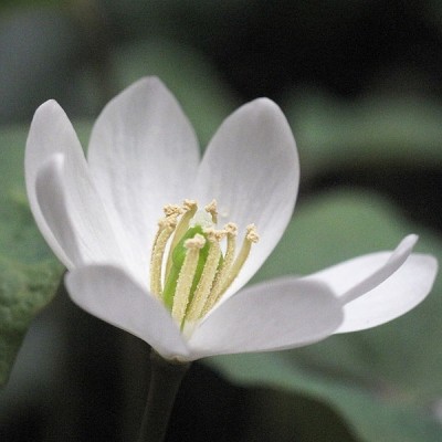 Jeffersonia diphylla