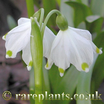 Leucojum vernum vagneri