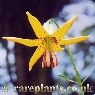 Lilium columbianum