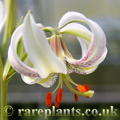 Lilium ledebourii