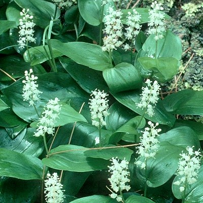 Maianthemum canadense