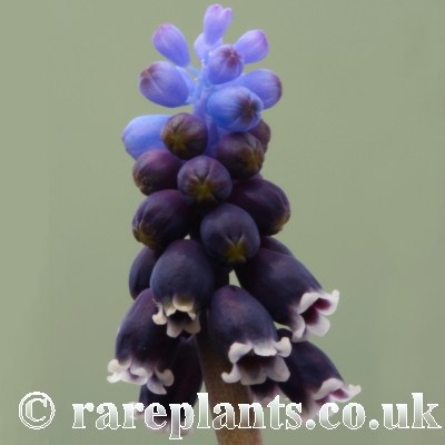 Muscari anatolicum Giant Form