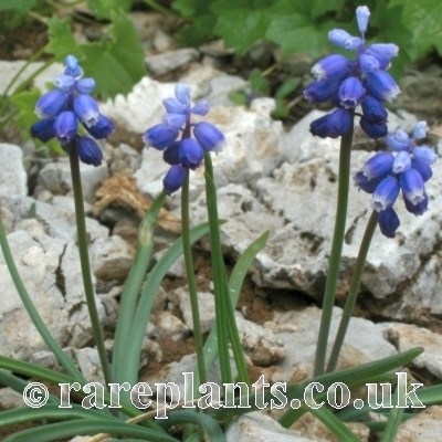 Muscari heldreichii