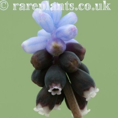 Muscari kerkis