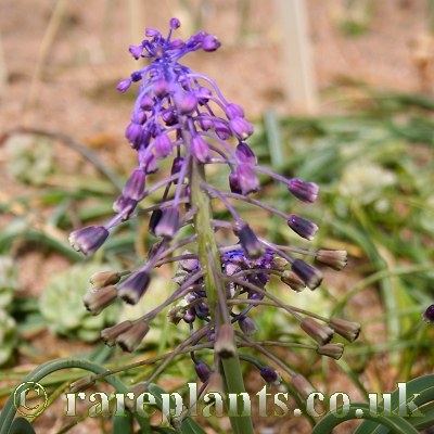 Muscari longipes