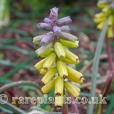 Muscari macrocarpum golden fragrance