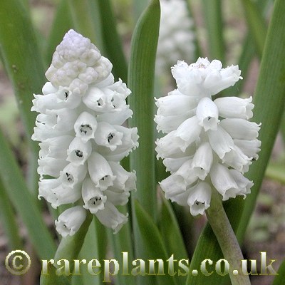 Muscari pallens