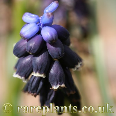 Muscari pulchellum pulchellum