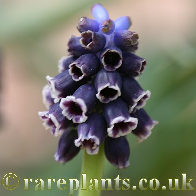Muscari vuralii