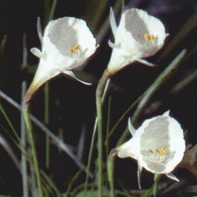 Narcissus cantabricus tananicus