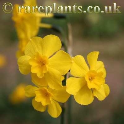 Narcissus cerrolazae