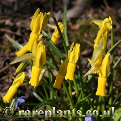 Narcissus cyclamineus