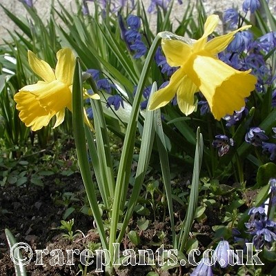 Narcissus hispanicus