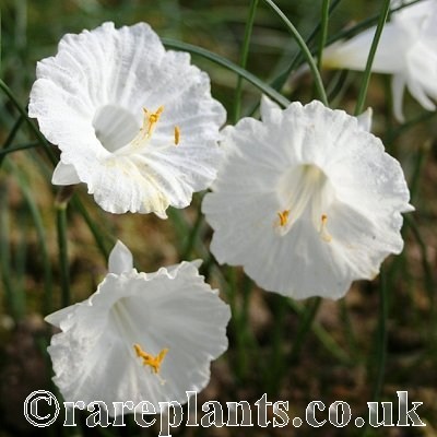 Narcissus romieuxii white