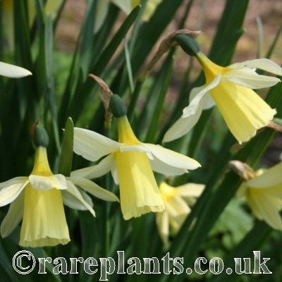 Narcissus taitii