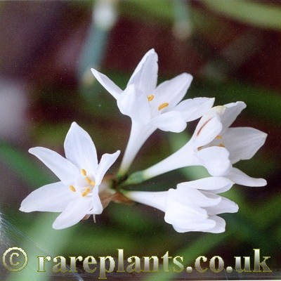 Narcissus tortifolius