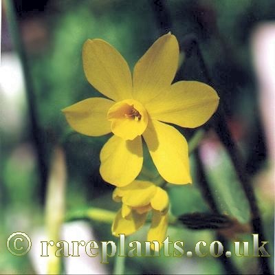 Narcissus willkommii