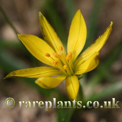 Ipheion dialystemon