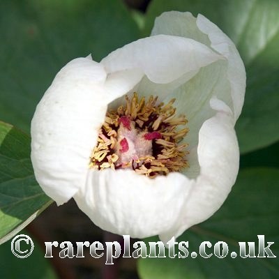 Paeonia mascula bodurii