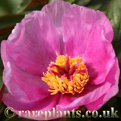 Paeonia cambessedesii