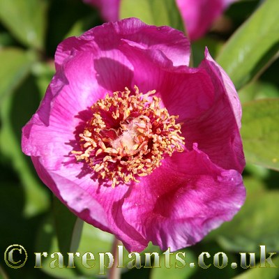 Paeonia caucasica