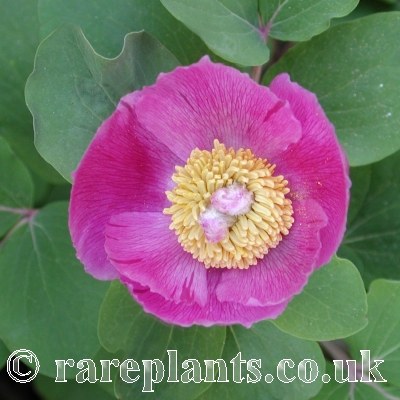 Paeonia daurica coriifolia