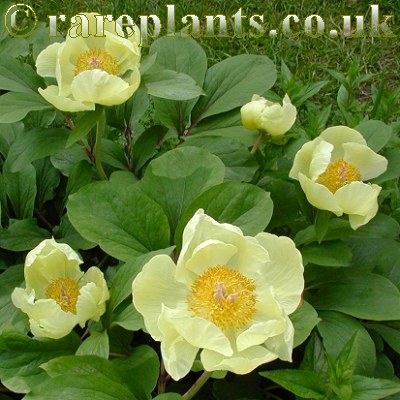 Paeonia mlokosewitschii