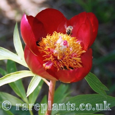 Paeonia officinalis True species