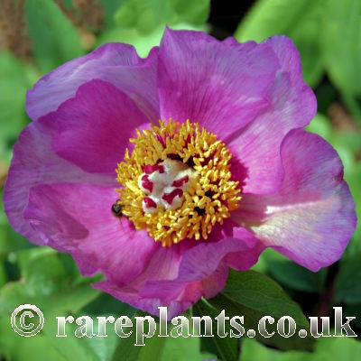 Paeonia turcica